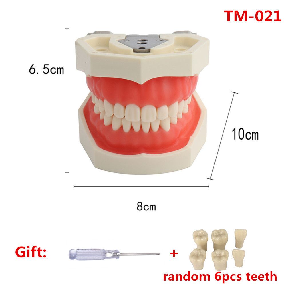 28Teeth Model TM-021