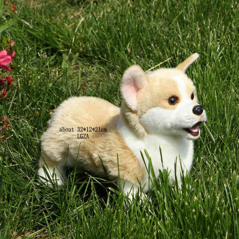 Corgi galês