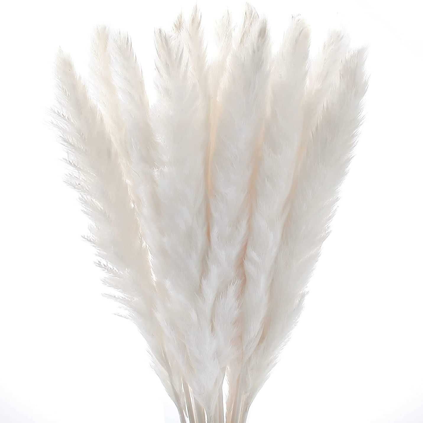 30pcs Pampas brancos