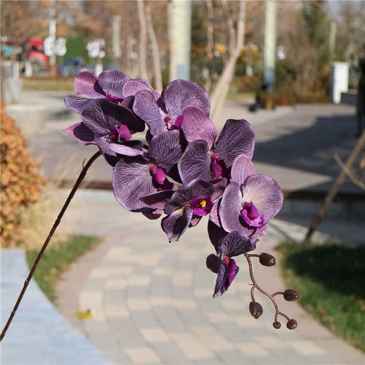 Violet noir