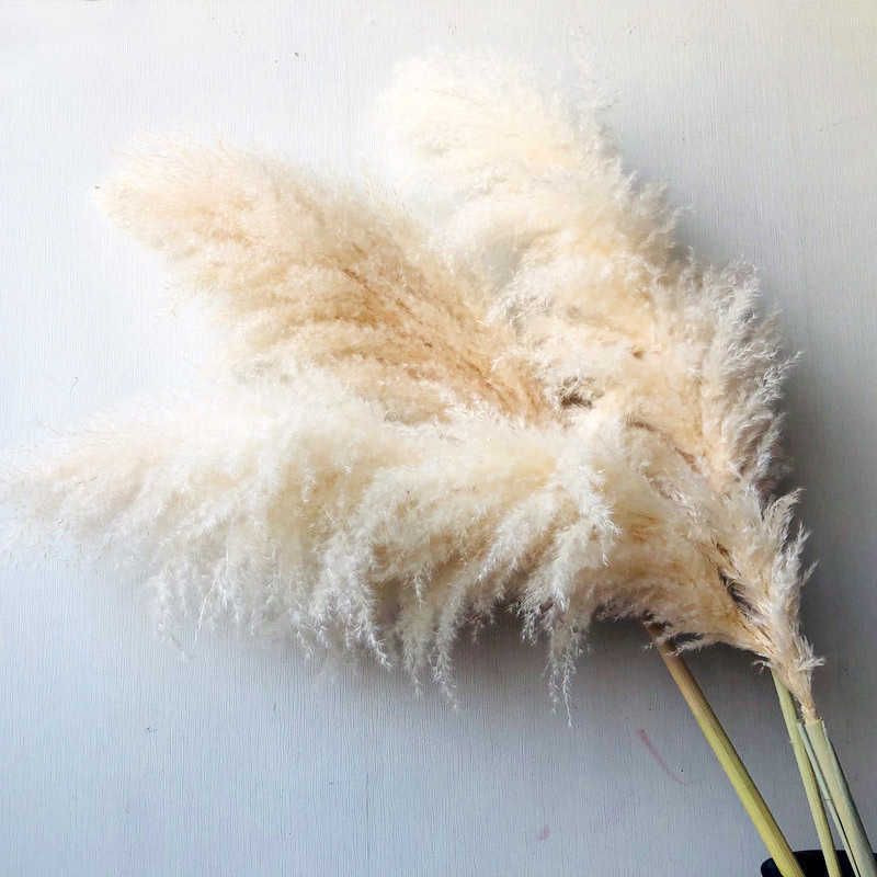 Natural Beige Pampas-3pcs