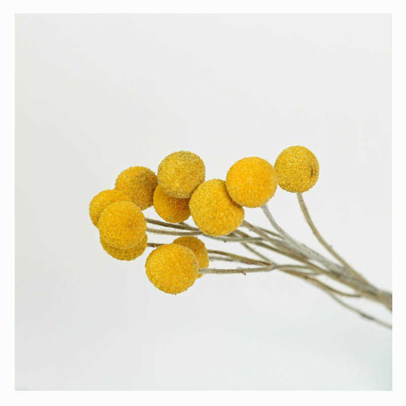 Golden Orbs 10 Pcs