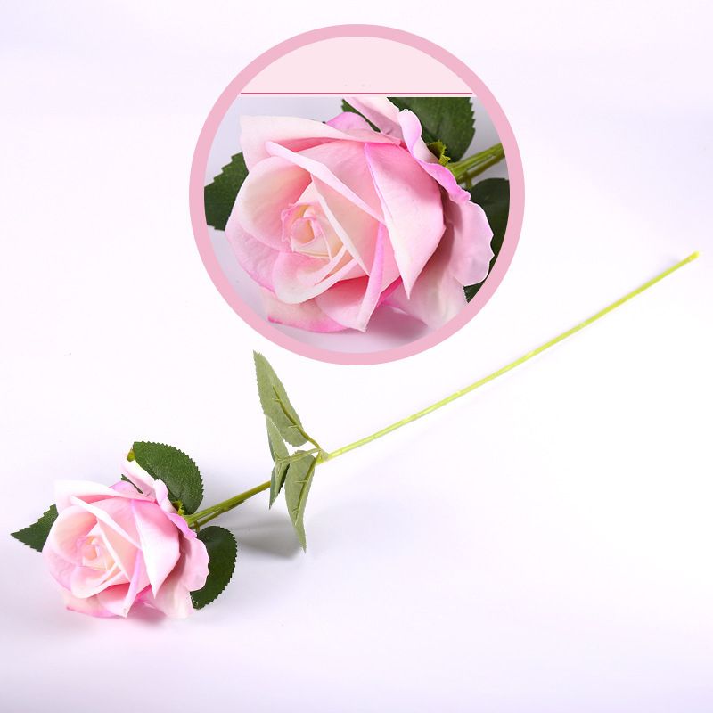 06-Rosa pallido