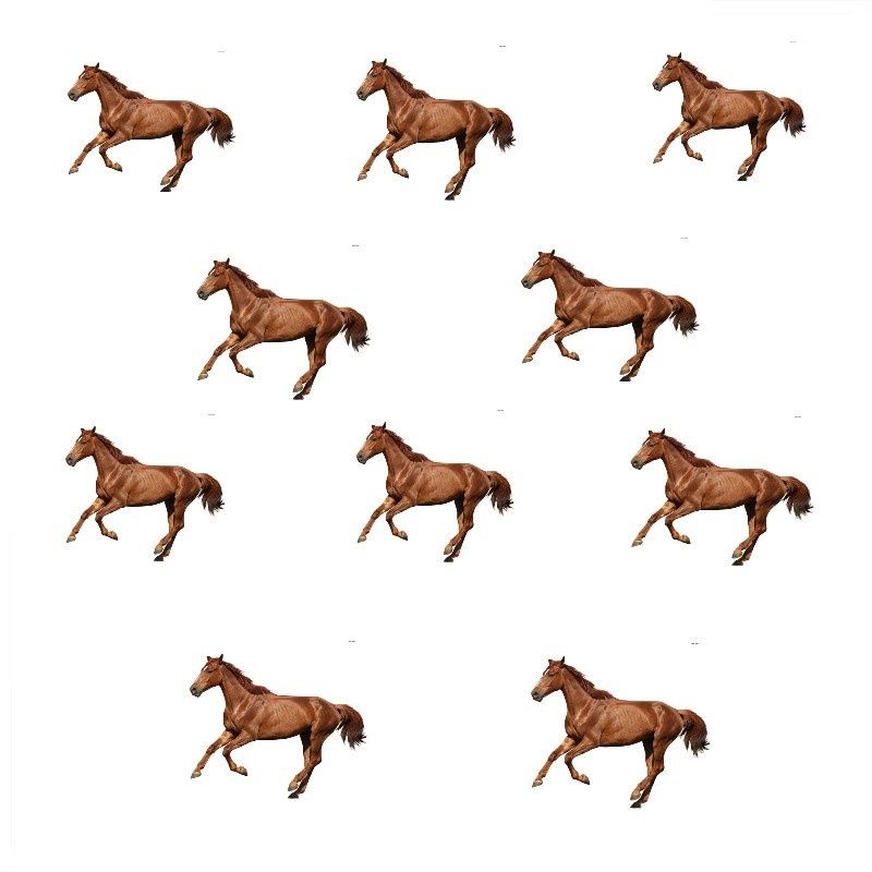 Veel paard