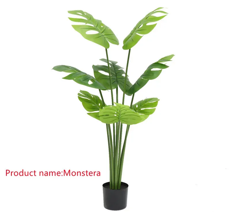 Monstera