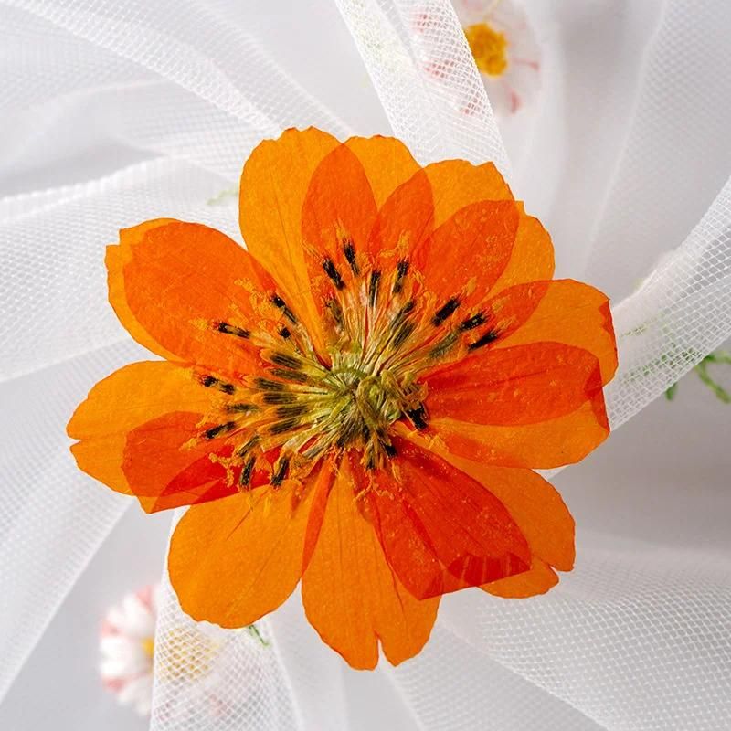 Oranje bloem