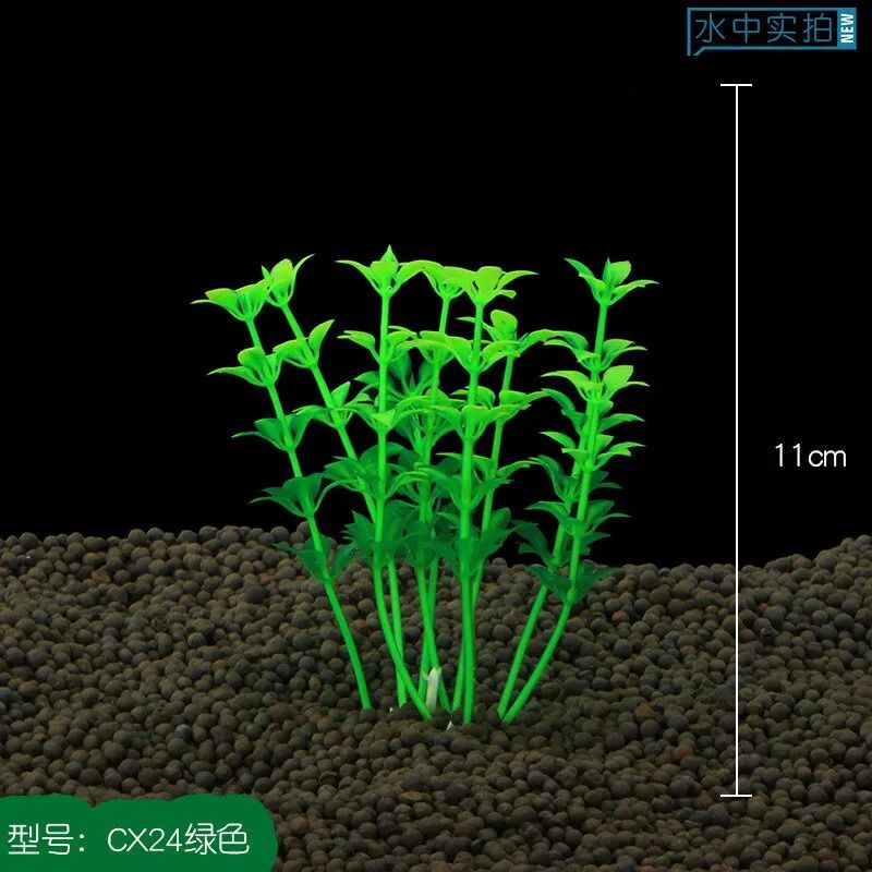 Aquariumpflanze a-5x5cm