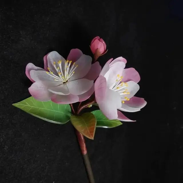 Sakura rose