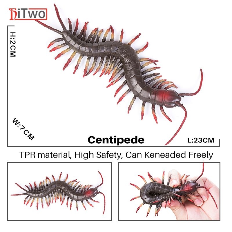 centipede