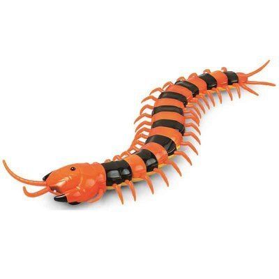 centipede