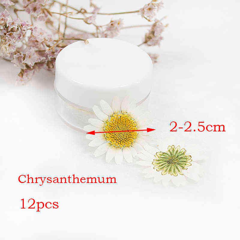 Chrysanthemum 12p