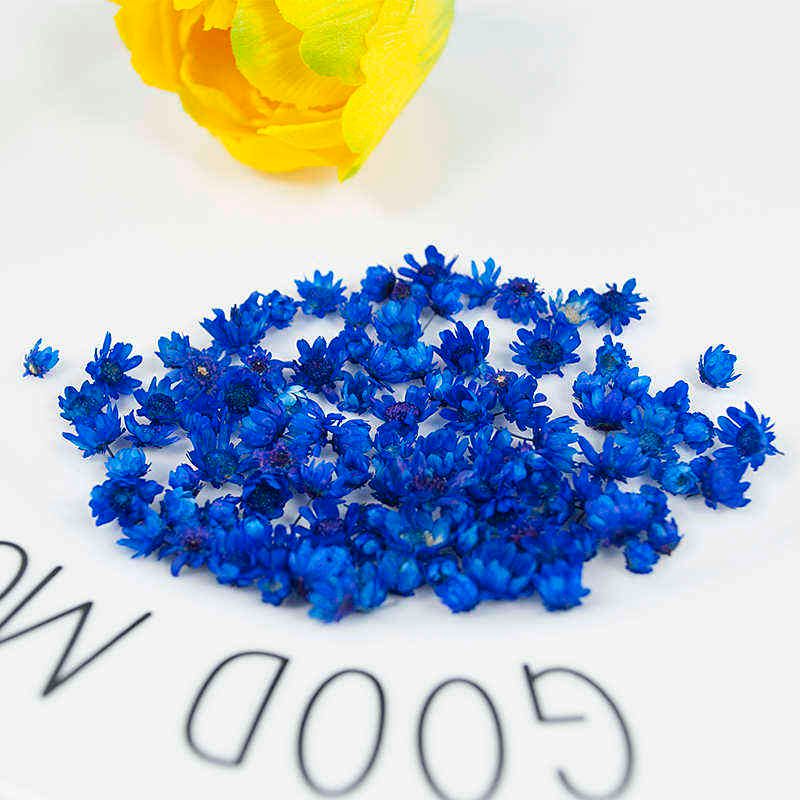 Daisy Royal Blue-200pcs