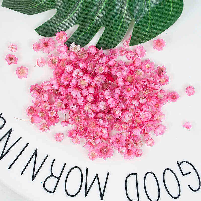 Daisy Pink-200pcs