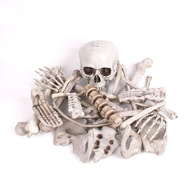 Squelette 28PC