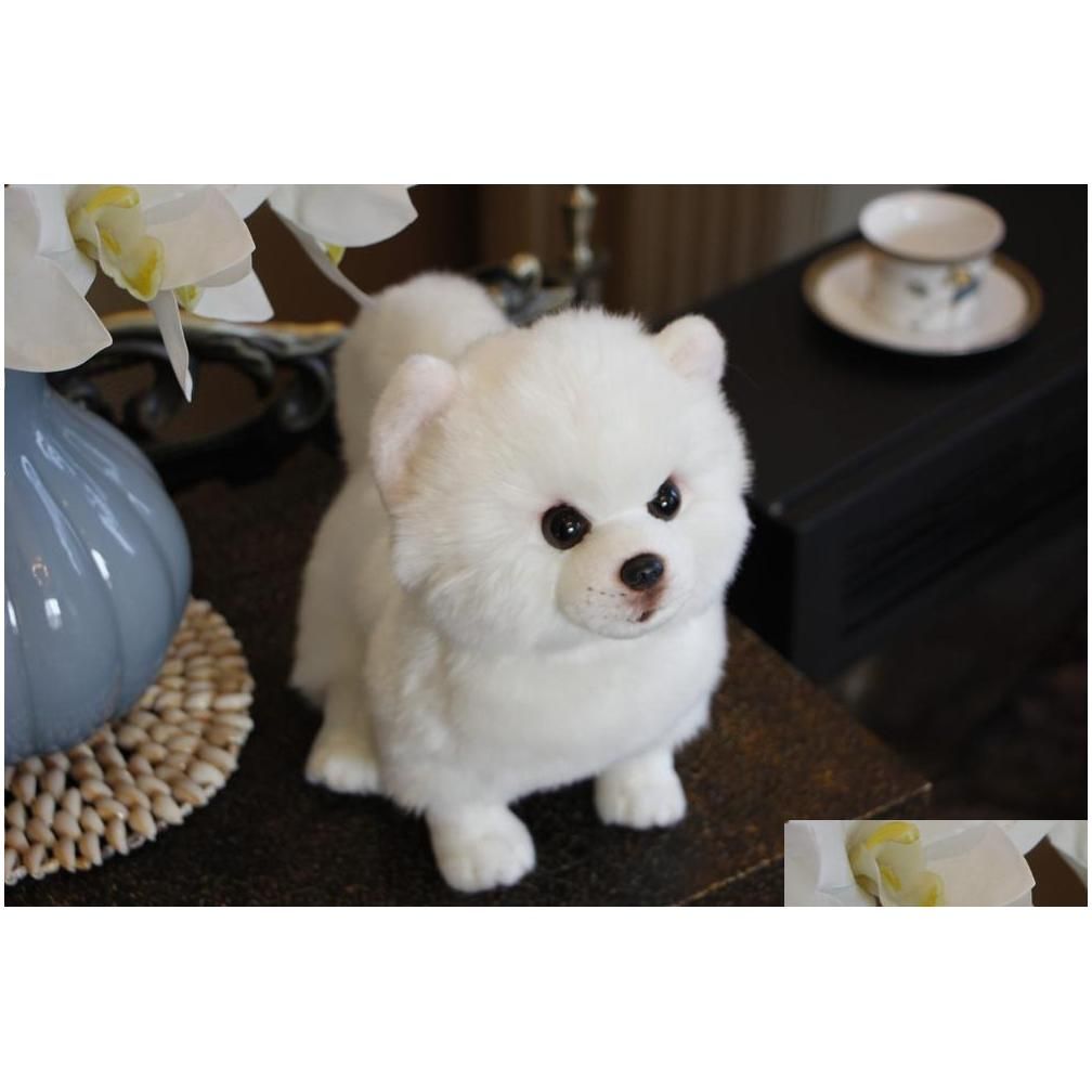 Pomeranian 28x13x24c