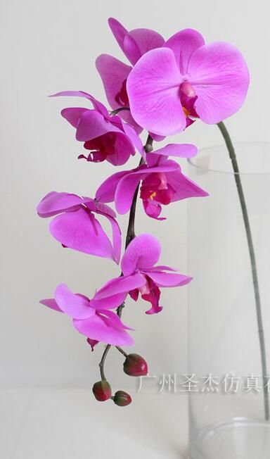 orchidées violettes un