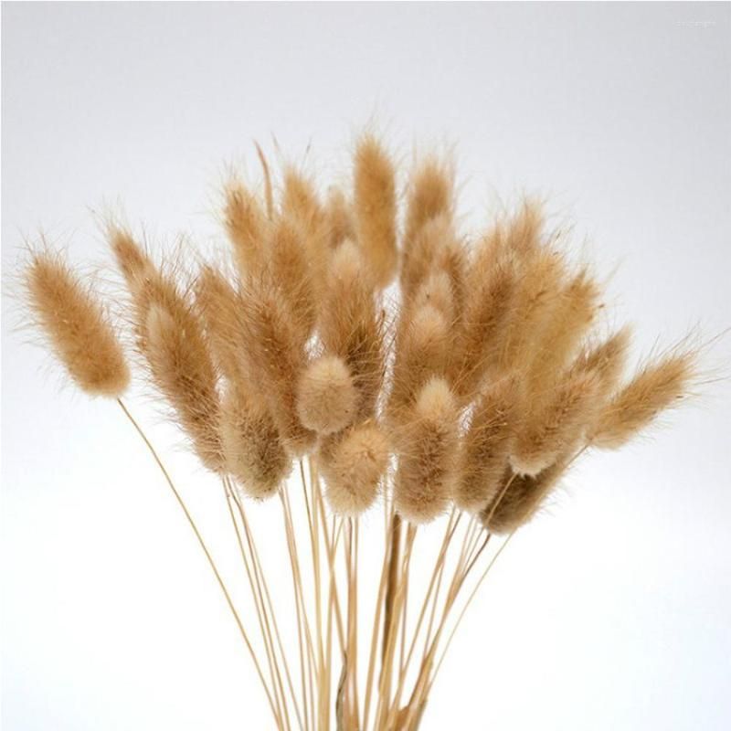 Bunny Tail Grass