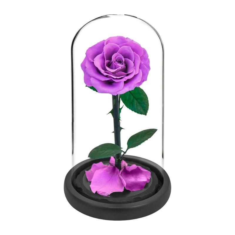 paarse roos
