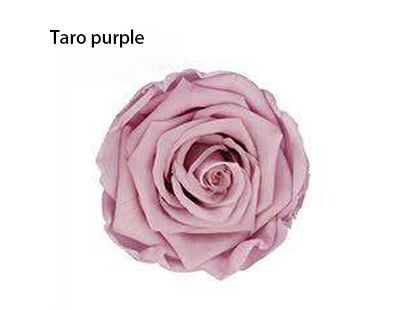 Taro lila