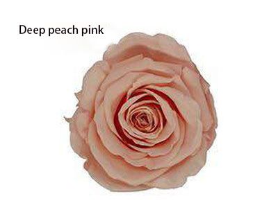 Deep Peach Pink