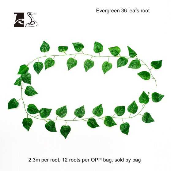 Evergreen 36 Leafs