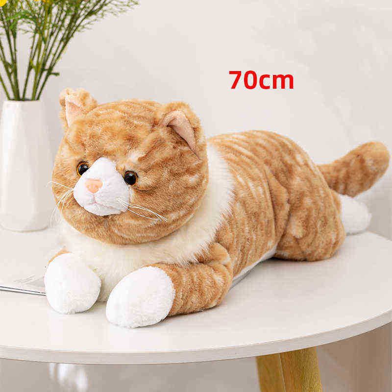 70 cm katt