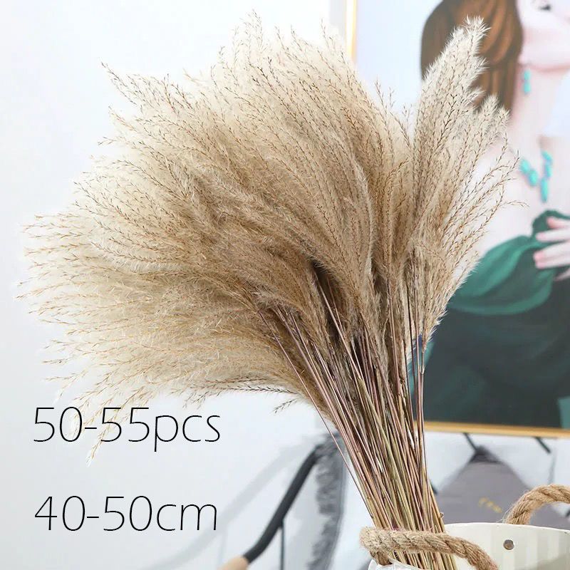 50pcs nature