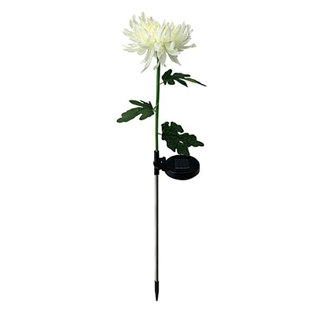 chrysanthemum white