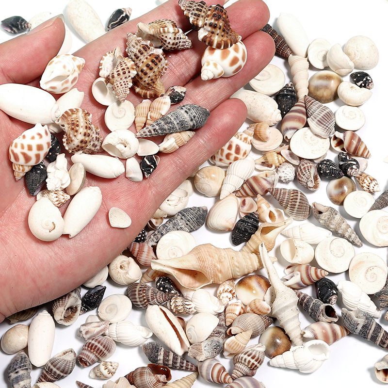1 Box Sea Shells Tiny Spiral Ocean Seashells For... From Dh4402004, &Price; | DHgate.Com 1 1 Box Sea Shells Tiny Spiral Ocean Seashells For... From Dh4402004, &Price; | DHgate.Com