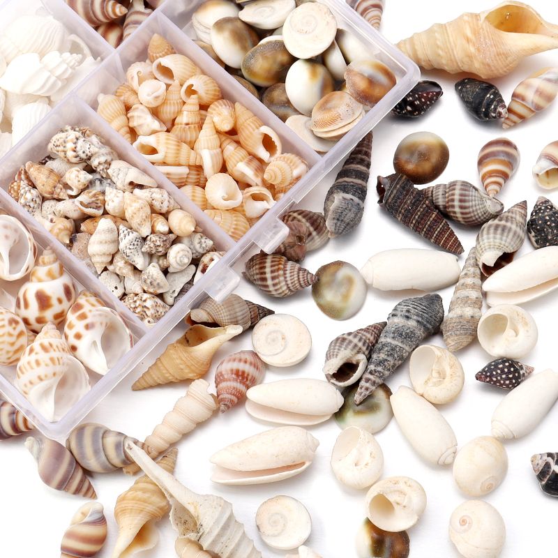 1 Box Sea Shells Tiny Spiral Ocean Seashells For... From Dh4402004, &Price; | DHgate.Com 5 1 Box Sea Shells Tiny Spiral Ocean Seashells For... From Dh4402004, &Price; | DHgate.Com - Image 5