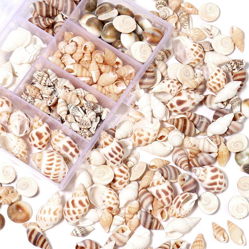 1 Box Sea Shells Tiny Spiral Ocean Seashells For... From Dh4402004, &Price; | DHgate.Com 4 1 Box Sea Shells Tiny Spiral Ocean Seashells For... From Dh4402004, &Price; | DHgate.Com - Image 4