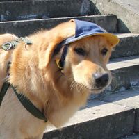 Abbigliamento per cani da baseball cappello da baseball Fashi