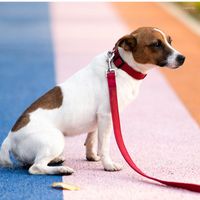 개 의류 화려한 조절 가능한 로프 가죽 끈 하네스 세트 애완 동물 강아지 칼라 야외 훈련 걷기