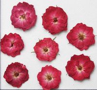 Flores de 120 piezas Presionada prensa de relleno de flores de rosa secas para joyas de collar colgante de resina epoxi que fabrican accesorios de bricolaje de bricolaje 0213