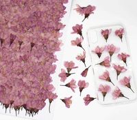 Flores 120 piezas Presionadas Cerezo secado Sakura Flower Plants Herbarium para joyas de resina Hacen el marco de la postal Caja de teléfono Diy 0213
