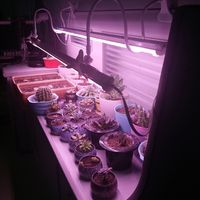 T8 LED Grow Lights Full Spectrum Indoor T8 LED Plant Grow La...