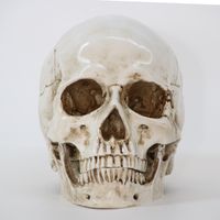 장식용 물체 인형 조각 조각 수지 할로윈 가정 장식 공예 두개골 크기 1 1 모델 라이프 복사 고품질 동상 230201