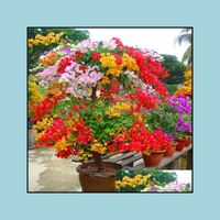 C-LARSS 20Pcs Semillas Semillas De Flores De Buganvilla Roja Planta Ornamental Decoración De Jardín De Jardín Semillas de buganvilla roja 