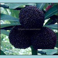 Andere Gartenlieferungen süße Myrica Rubra Seeds 6 Stcs/Bag Seltene organische exotische tropische Obstbaum essbare chinesische Stbert -Drop -Lieferung otlmh