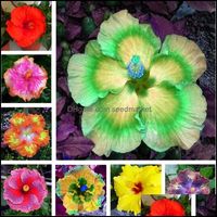 Decoraciones de jard￭n 100pcs semillas de flores de hibisco planta rara de bonsai para el patio casero plantaci￳n sementos deportes2010 otkrb