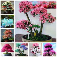 400 PCs sementes de flor brilhante japonês azaléia bonsai rododendro