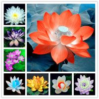 5 PCS SEMILLAS Plantas acuáticas Tazón de flores Lotus Lirios Planta de loto 100% Genuino Planta Rainbow Plantas hidropónicas Bonsai225a