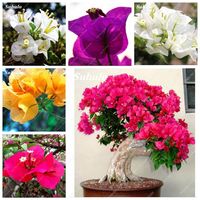 200 pezzi semi di sacchetti bonsai in vaso bougainvillea giardino pianta floreale varietà completa fiore per giardino perenne la tariffa in erba 952702