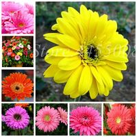 200 PCS Bag Beacs Lowber Hybrids Gerbera Daisy Mix chrysanthemum Flower Plantas Bonsai Plants for Home Garden Decor3215
