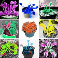 Forniture da giardino da 100 pezzi sacchetta di semi di flytrap venus insettivori di colore memica pianta fai -da -te 273q