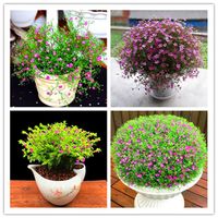 Semillas Flores de planta de Navidad Regalo en maceta 100 PCS Gypsophila Flower Bonsai Plants para el balc￳n de jard￭n Decoraci￳n292Q