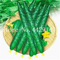 400pcs Samen Gurkenpflanzen extrem frühe japanische Sorte für offene Bodenanbaupflanzen Gemüse Hausgarten Bonsai Pflanzen FL324U