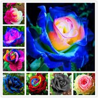 بذور قوس قزح Rose 100pcs بالجملة ملونة مختلطة العطر Callistephus Flower Ponsai Preenial Rose Plant for Home Garden Pot
