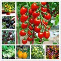 Sementes coloridas de tomate cereja 130pcs frutas orgânicas frescas vegetais natura