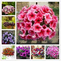 50 PCs Blumen Samen Bunte Petunia Hybrida Bonsai Samen mehrj￤hriger Morgen Glory Blumensamen Naturwachstumskr￤fte Topf Nacht Willow Kraut f￼r Garten Balkon Dekor